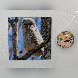 Baby Barred Owlet Magnet
